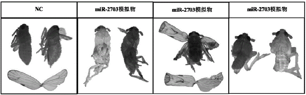 一种miRNA模拟物及几丁质合成抑制类生物农药及其应用的制作方法与工艺