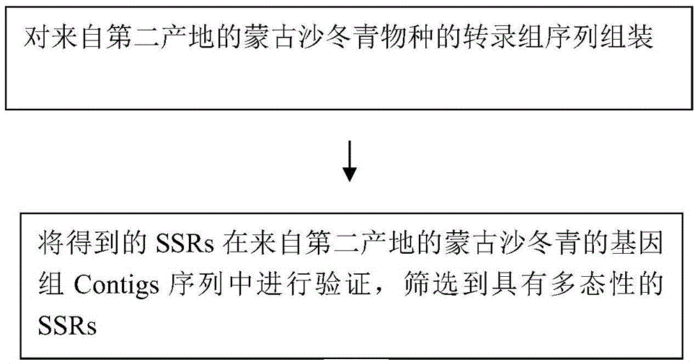 一種開發(fā)沙冬青植物基因組簡單重復(fù)序列分子標(biāo)記的方法與流程