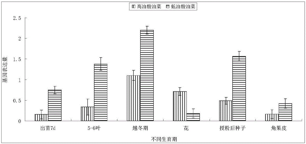 两个高油酸油菜鉴别基因及其筛选方法和应用与流程