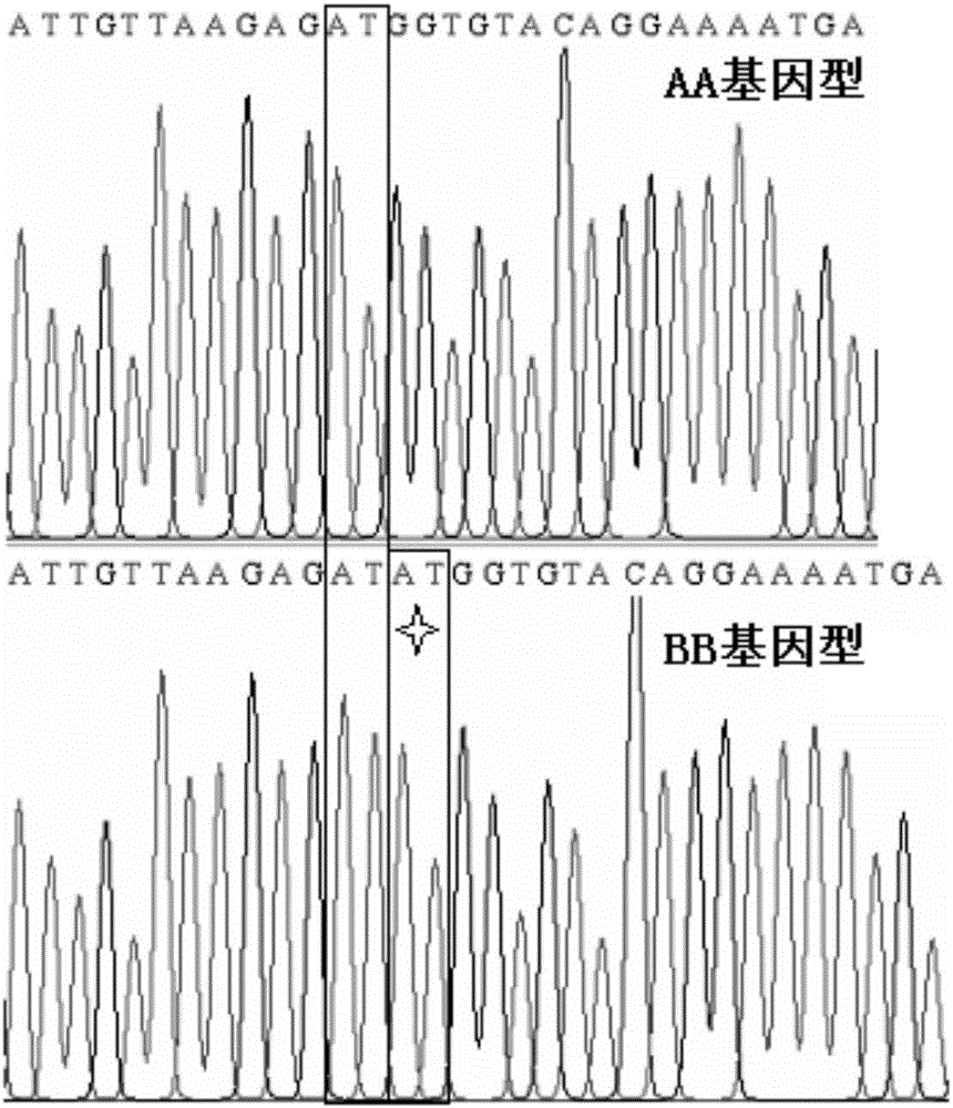 一種用于中國(guó)地方豬品種大腸桿菌抗性的分子標(biāo)記方法與應(yīng)用與流程