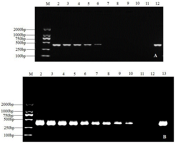 一種香蕉炭疽病菌分子檢測引物及檢測方法與流程