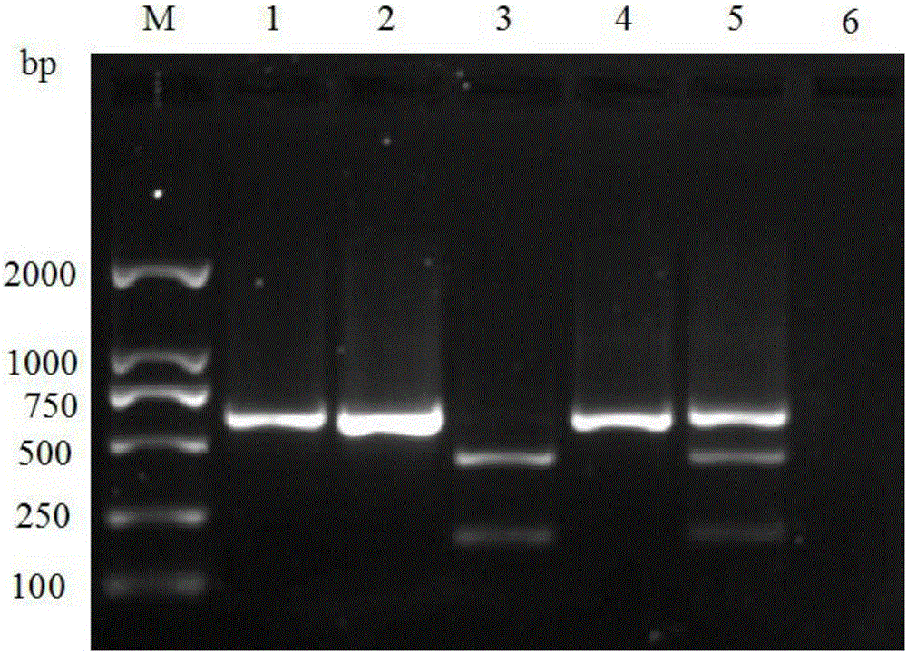 区别clade 2.3.4和clade 7.2H5AIV的PCR‑RFLP方法与流程