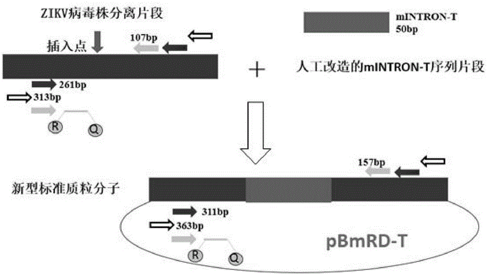 一種寨卡病毒特異性檢測(cè)靶序列、質(zhì)粒標(biāo)準(zhǔn)分子及其檢測(cè)試劑盒的制作方法與工藝