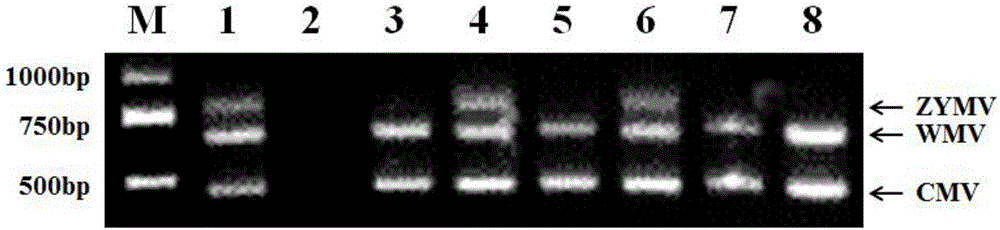 一種利用分子標記快速檢測西葫蘆病毒病的方法與流程