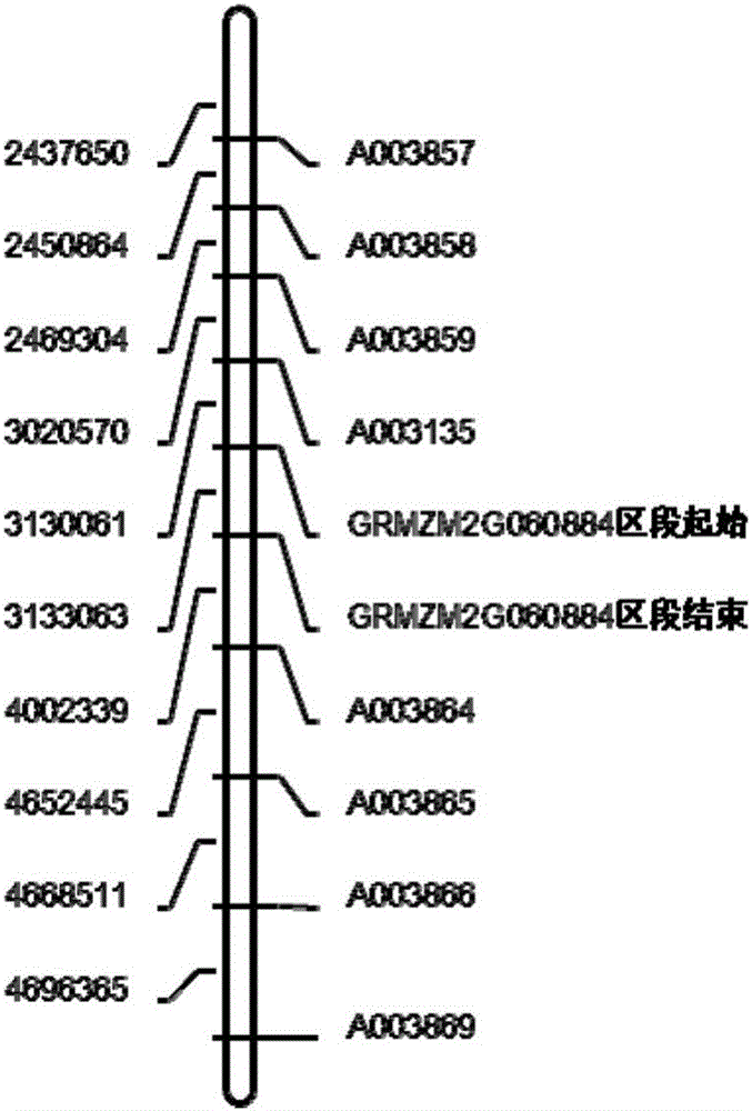 高通量檢測玉米南方銹病抗性基因分型的方法及其試劑盒與流程