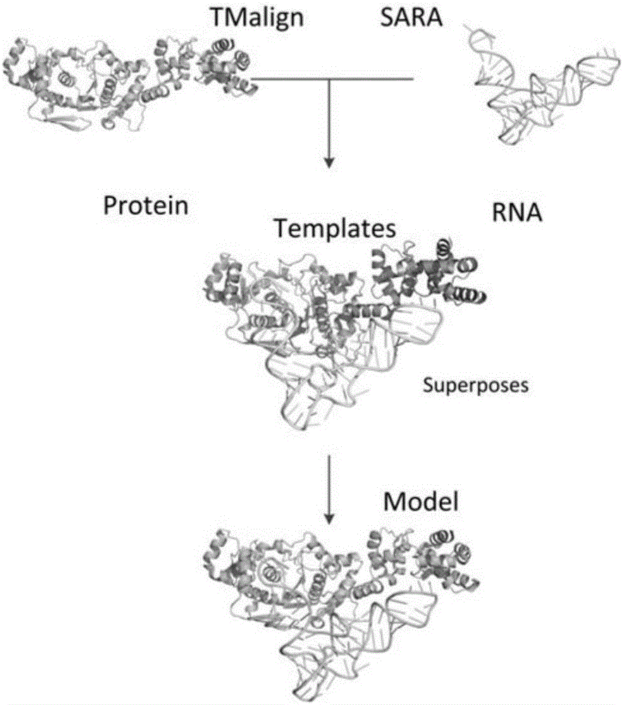 一种蛋白质‑RNA复合物结构预测方法与流程