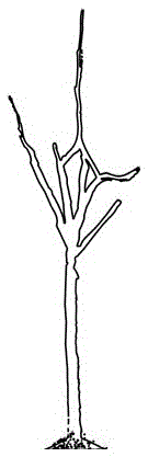 一种库尔勒香梨小冠多主枝疏散分层形树形及整形修剪技术方法与流程