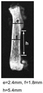 一种镍钛记忆合金环抱器用于小鼠长骨骨折的内固定方法与流程