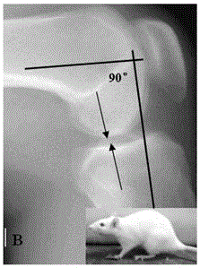 一种大鼠劳损性膝骨关节炎模型建立的方法与流程