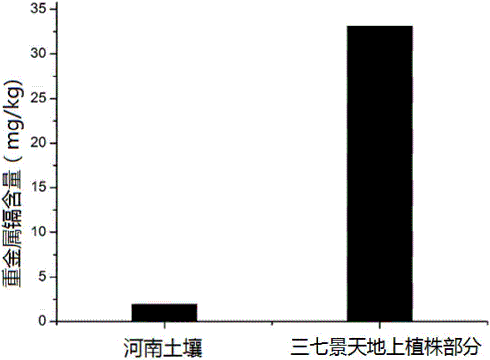 利用三七景天修復(fù)鎘污染農(nóng)田土壤的方法與流程