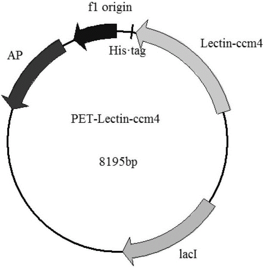 一种蛹虫草凝集素蛋白Lectin‑ccm4及其制备方法和应用与流程