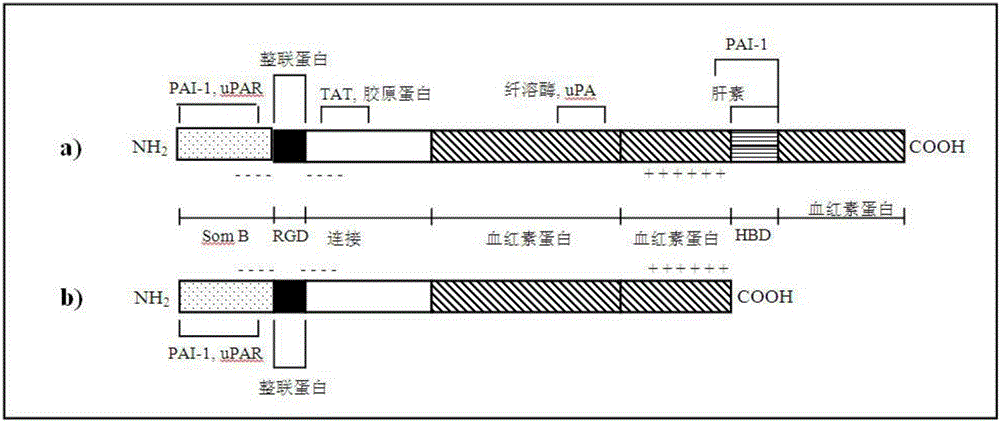 玻連蛋白：角質(zhì)化細(xì)胞生長(zhǎng)因子嵌合體的制作方法與工藝