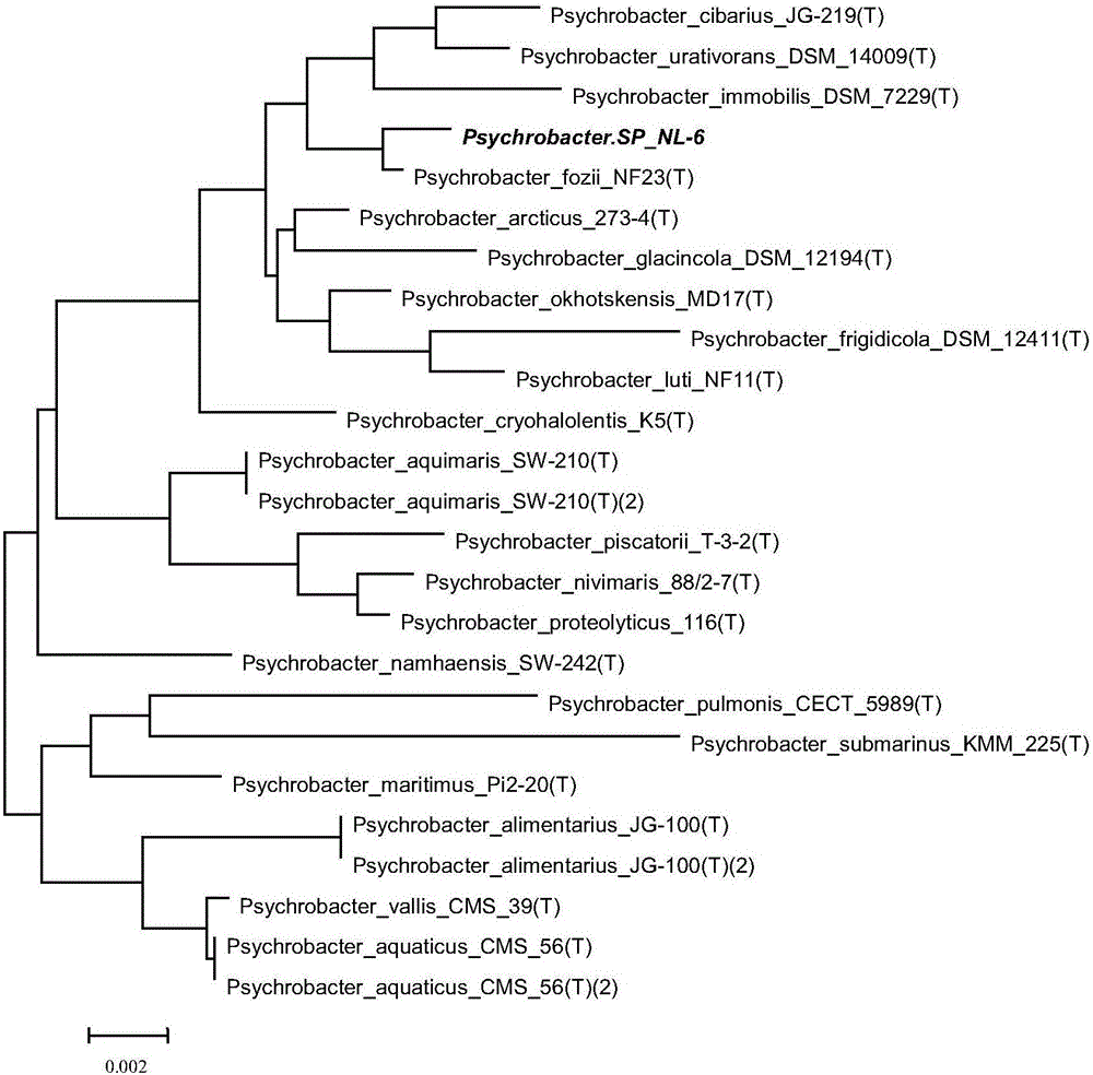 南極磷蝦共生菌、南極磷蝦抗氧化肽及其制備方法和應(yīng)用與流程