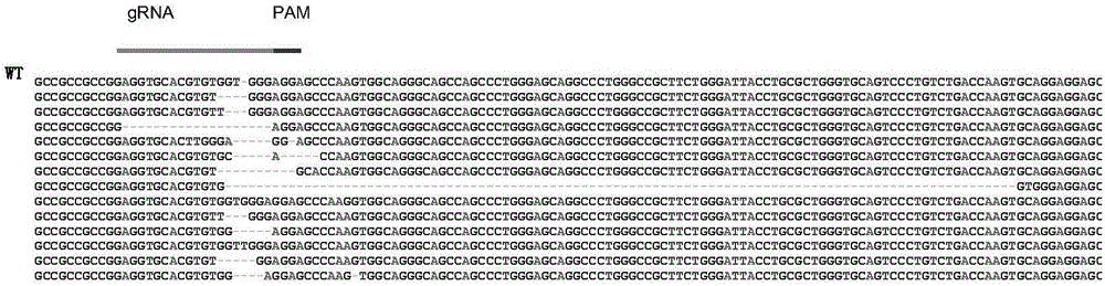 定点突变ApoE基因与LDLR基因的方法与流程