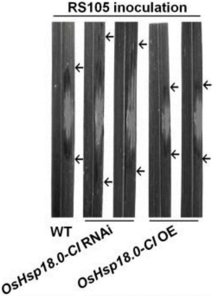水稻抗白葉枯病和細菌性條斑病基因OsHsp18.0?CI及其應用的制作方法與工藝