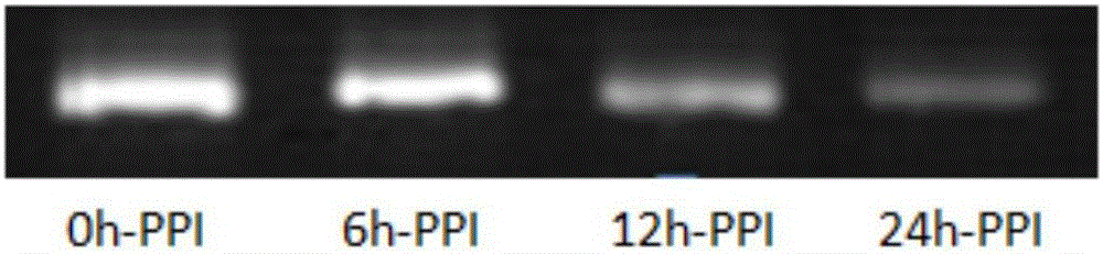 經(jīng)修飾的siRNA分子、RNAi分子混合物及其應用的制作方法與工藝