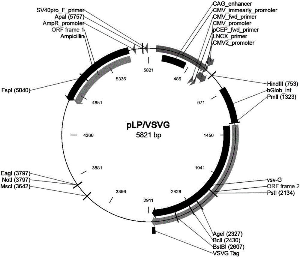 一種高效介導(dǎo)T1R2基因過表達的慢病毒載體和慢病毒及其構(gòu)建方法與流程