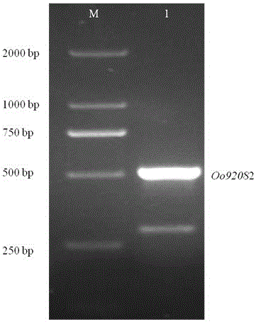 白葉枯病菌誘導(dǎo)表達(dá)的藥用野生稻Oo92082基因及其特異擴(kuò)增引物的制作方法與工藝