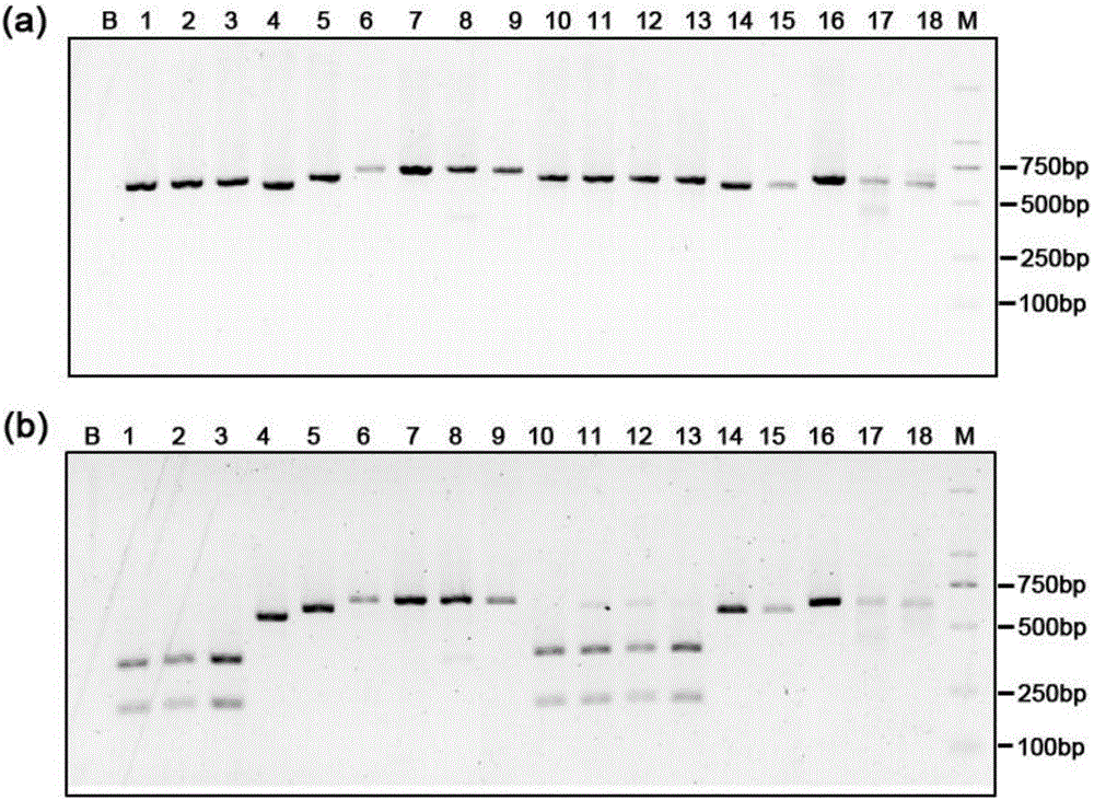 同時應用兩種限制性內切酶實現(xiàn)真菌鑒別的方法與流程