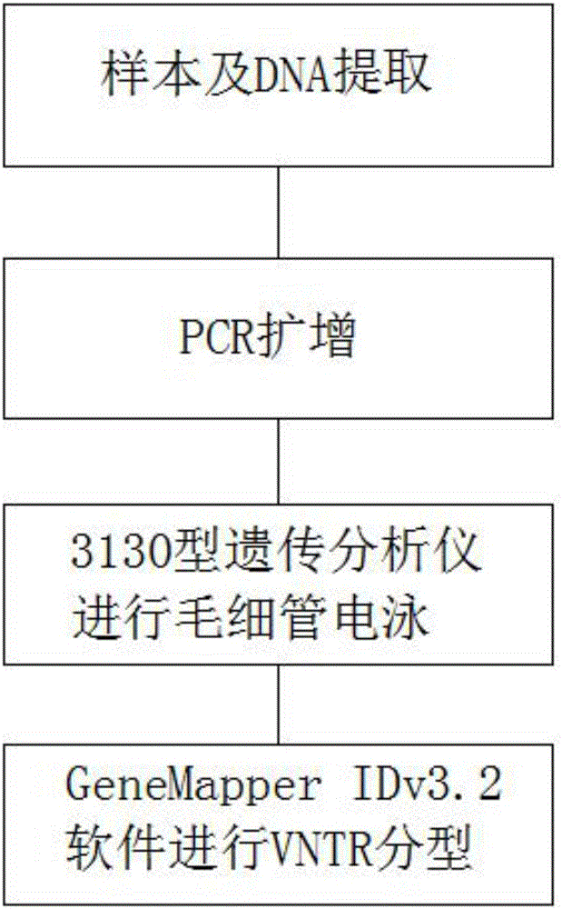 一种MAOAμ‑VNTR荧光标记自动分型方法与流程