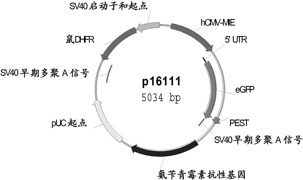 生產(chǎn)多肽的方法與流程