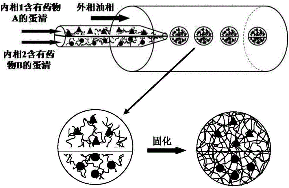 一种基于蛋清的药物微载体及其制备方法与流程