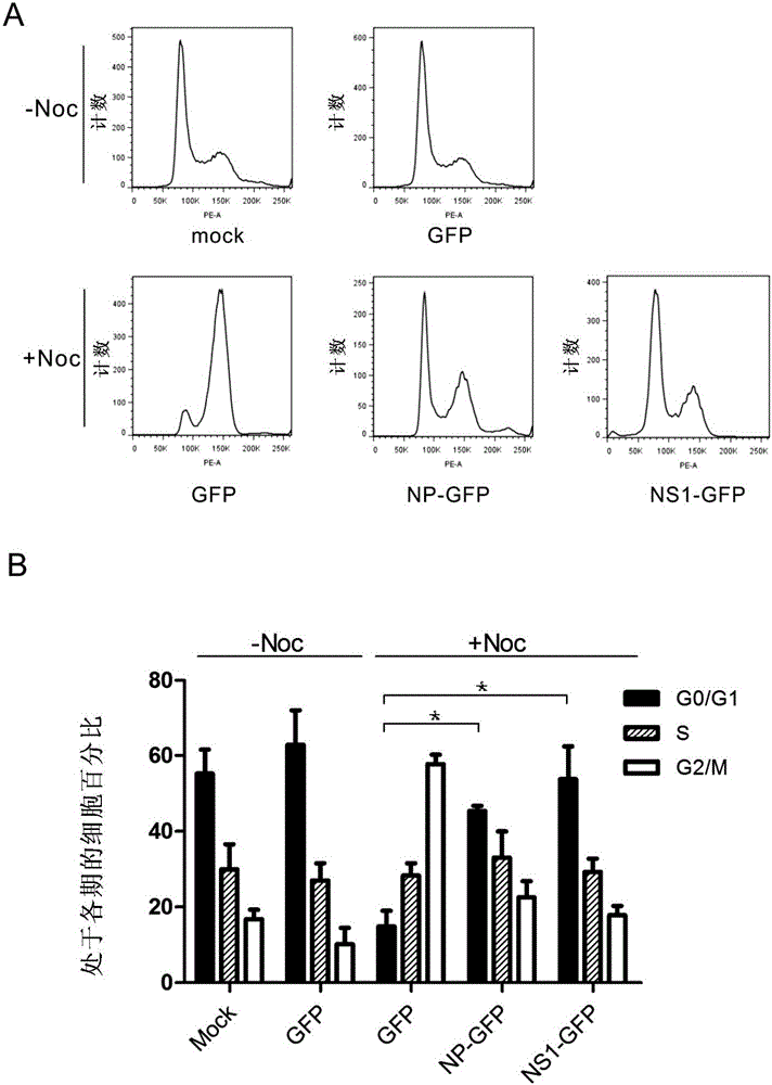流感病毒蛋白与宿主蛋白CPSF30的相互作用在抑制癌细胞增殖中的应用的制作方法与工艺