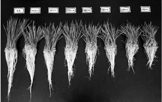 一种生物源植物生长延缓剂及其制备方法及其用途与流程