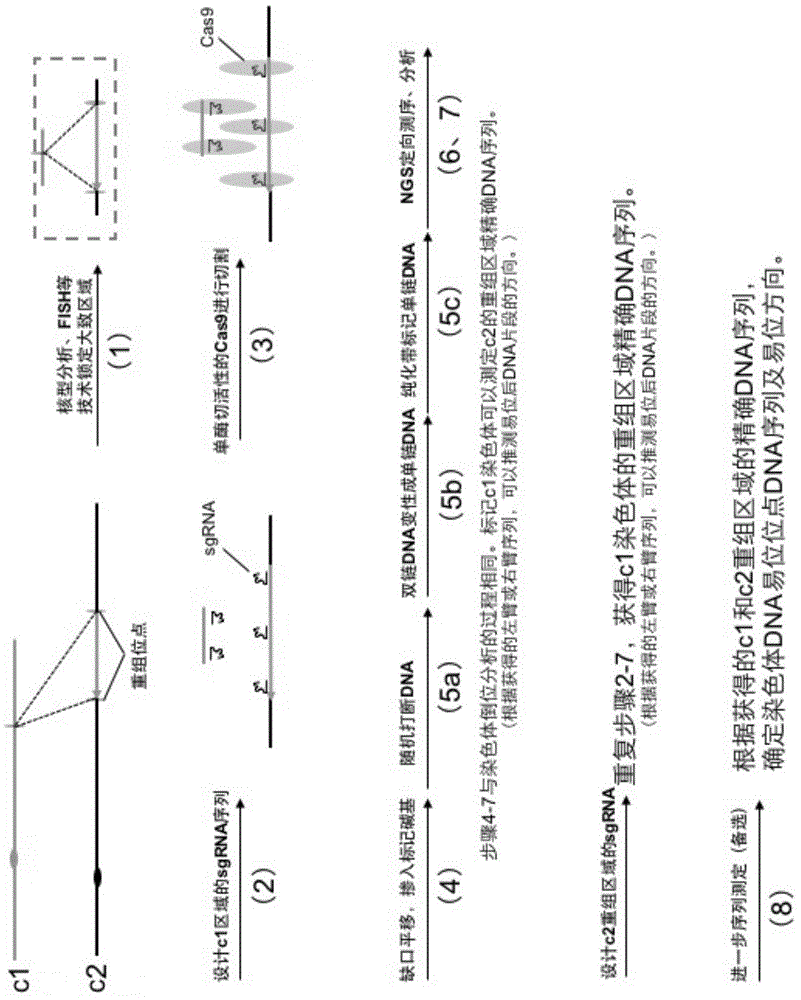 一种检测染色体异常以及重组位点DNA序列的方法与流程