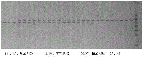 一種檢測玉米品種良玉88號純度的SSR分子標(biāo)記試劑盒的制作方法與工藝