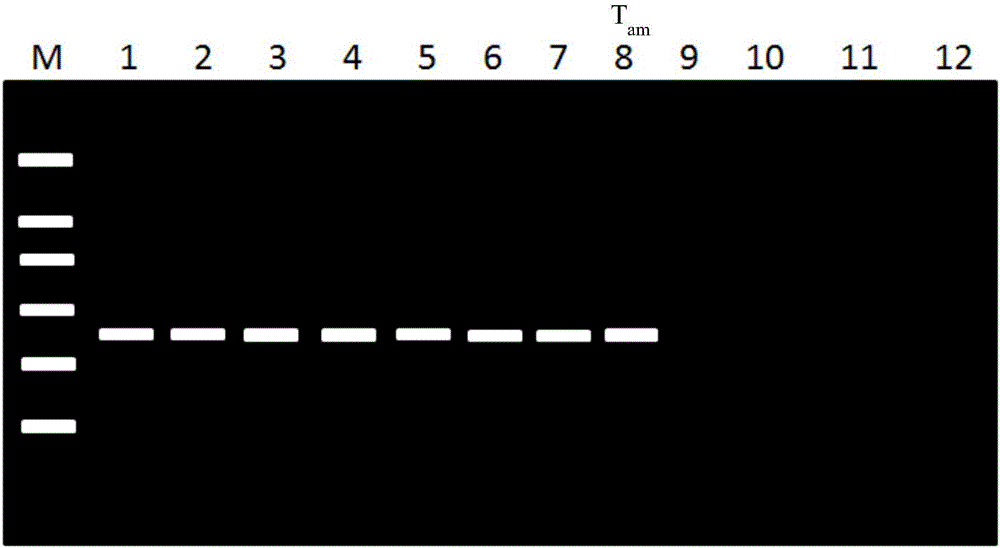 筛选基因编辑产物的方法与流程