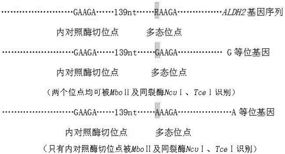 一种检测ALDH2基因rs671多态位点基因型的方法及试剂盒与流程