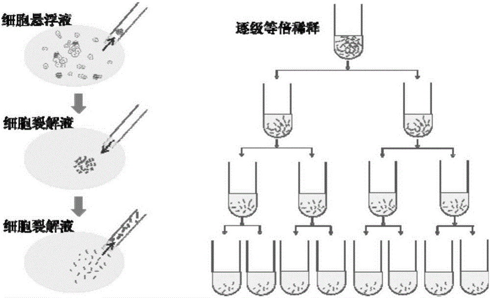 一种单染色体水平的甲基化测序方法与流程