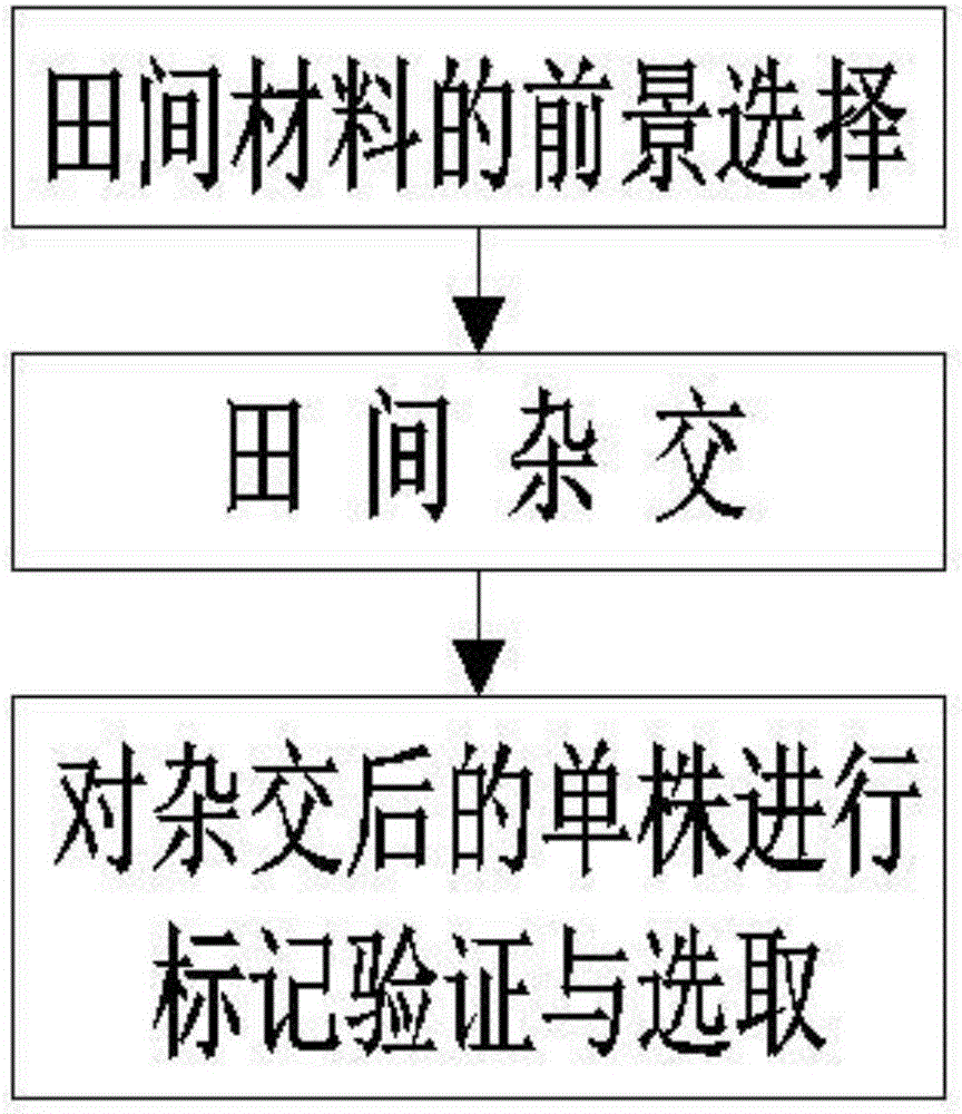 一种亚麻高纤维素含量分子标记制备及应用的制作方法与工艺