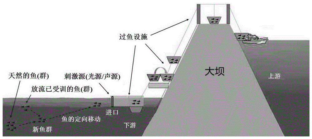 一種輔助魚類聚集到過魚設(shè)施進(jìn)口的方法與流程