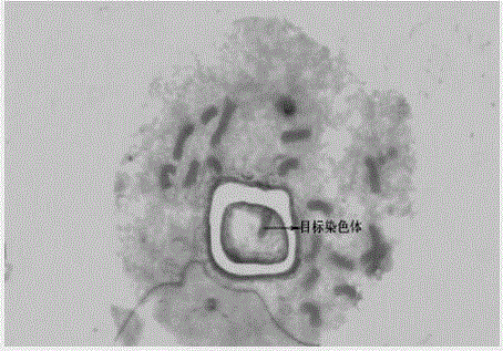 一種植物單染色體的激光顯微切割分離方法與流程