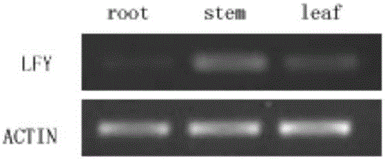 一种蝴蝶兰开花基因PhalLFY及其应用的制作方法与工艺