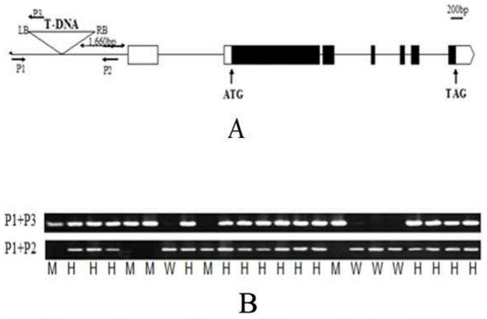 水稻抽穗期基因HAF1的克隆及应用的制作方法与工艺