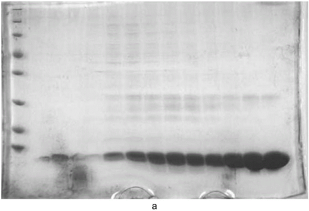 CD81介导丙型肝炎病毒种属特异性入侵的关键分子特征的制作方法与工艺