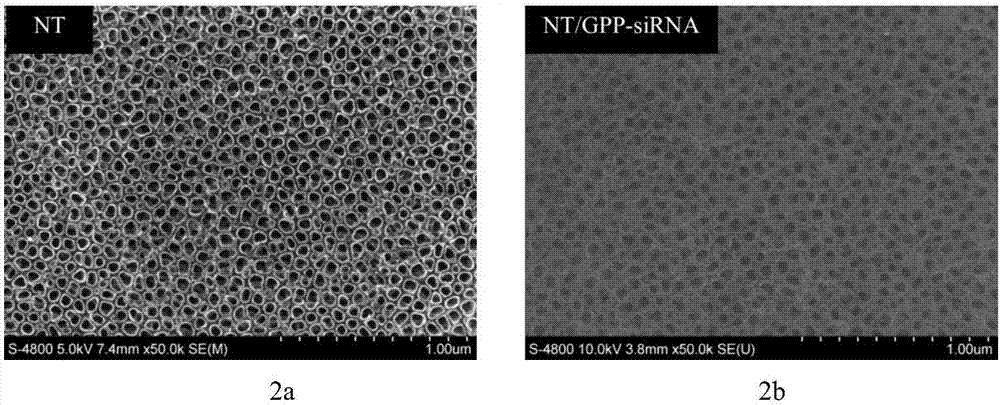 一种载GPP‑siRNA牙科种植体的制备方法与流程