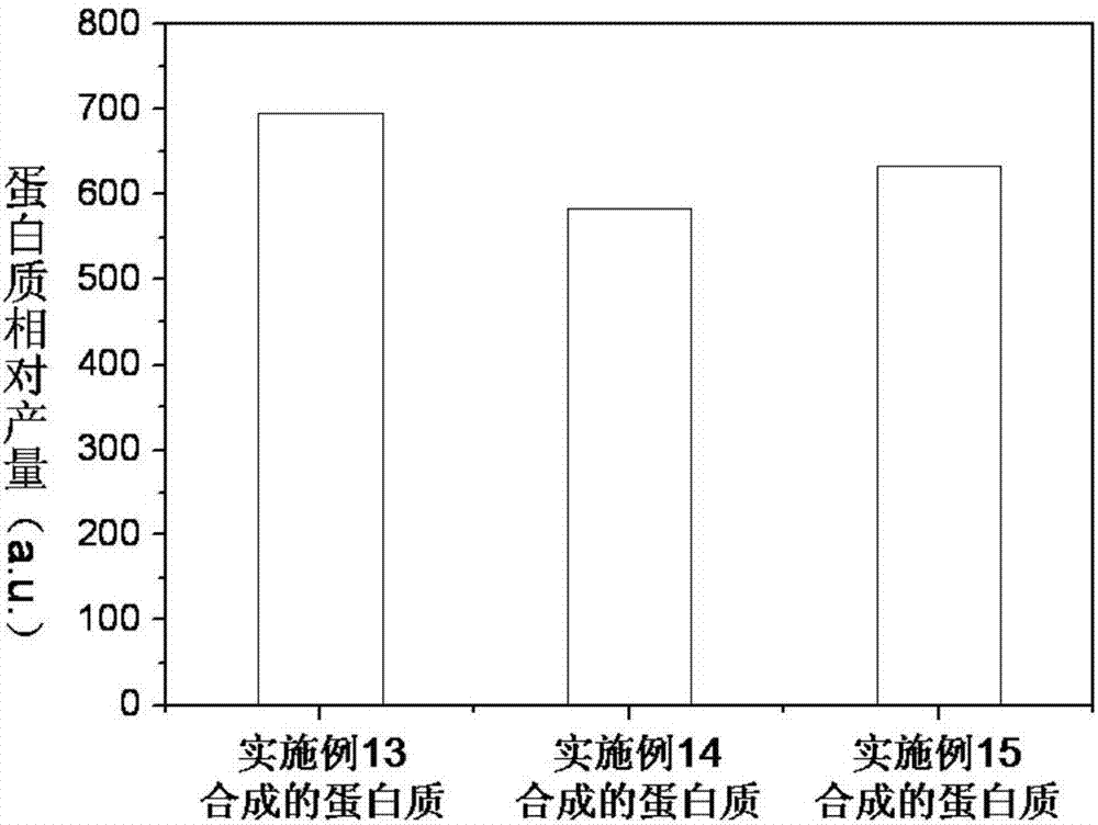 一种用于无细胞蛋白质合成的细胞提取物及其制备方法与流程