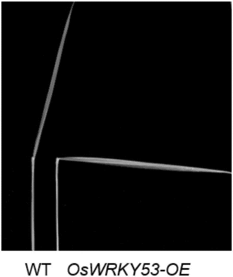 水稻BR信号正调控因子OsWRKY53基因及其编码蛋白的制作方法与工艺