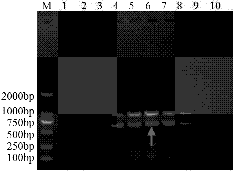 一种羊吕氏泰勒虫和嗜吞噬细胞无浆体双重PCR专用引物及双重PCR检测方法与流程