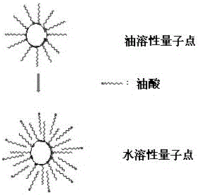 一种水溶性量子点及其制备方法与流程