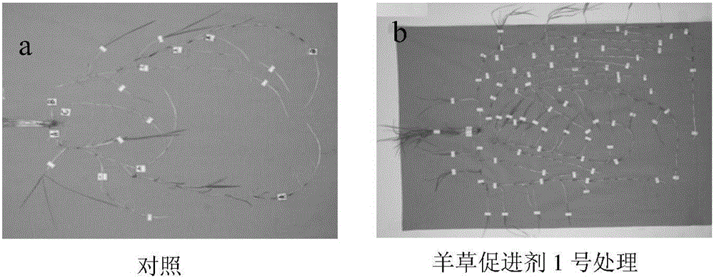 一種羊草促進(jìn)劑及其應(yīng)用的制作方法與工藝