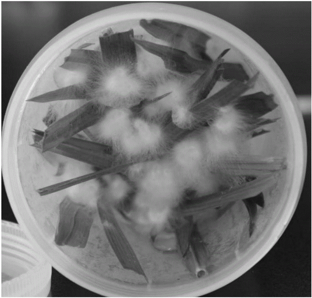 一种丝状真菌寄主侵染阶段的菌丝收集方法与流程