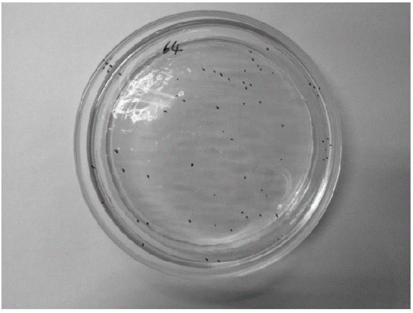 沖泡即食燕窝的微生物控制程序的制作方法与工艺