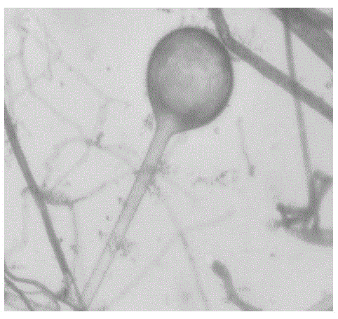 一种米根霉菌及其发酵百药煎的方法与流程