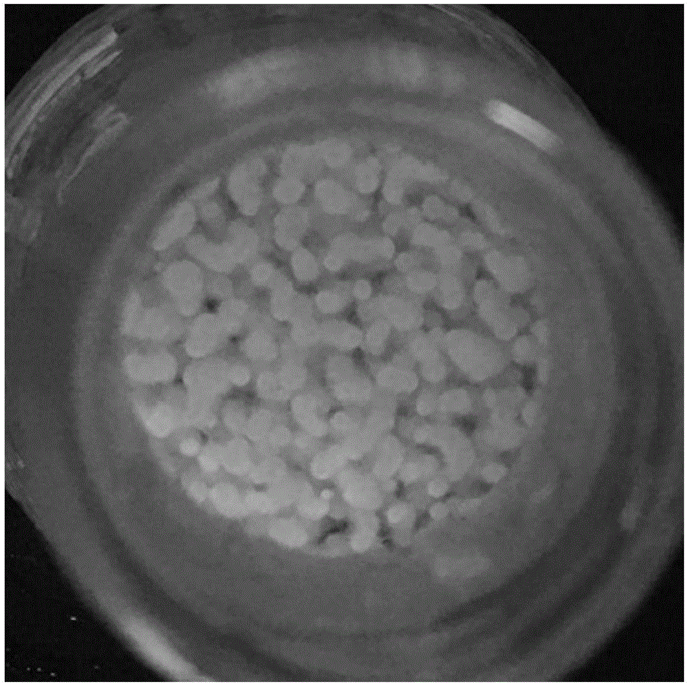 土壤曲霉菌菌丝球的制备方法及其应用与流程
