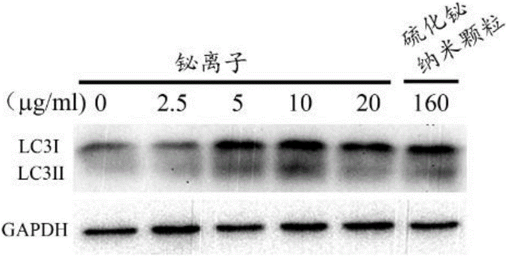 鉍化合物具有引發(fā)細胞自噬的作用的制作方法與工藝